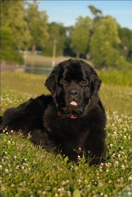 Фото: ньюфаундленд Tsentr Mirozdaniya iz Arkaima (Центр Мироздания из Аркаима)