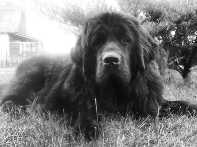 Фото: ньюфаундленд CHudnaya Krasavica (Чудная Красавица)
