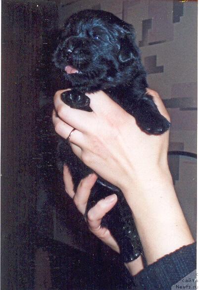 Фото: ньюфаундленд Rashel (Рашель)