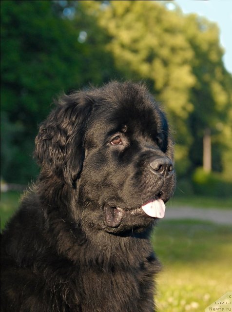 Фото: ньюфаундленд Tsinnamon Bel' Fra Sharmel iz Arkaima (Циннамон БельФра Шармэль из Аркаима)