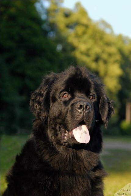 Фото: ньюфаундленд Tsinnamon Bel' Fra Sharmel iz Arkaima (Циннамон БельФра Шармэль из Аркаима)