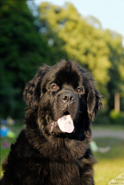 Фото: ньюфаундленд Tsinnamon Bel' Fra Sharmel iz Arkaima (Циннамон БельФра Шармэль из Аркаима)