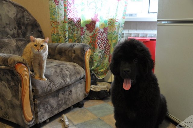 Фото: ньюфаундленд Skazochnaya Kroha Nerian (Сказочная Кроха Нериан)