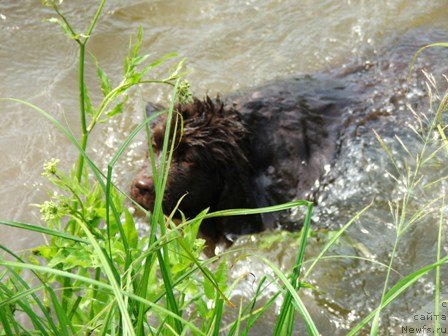 Фото: ньюфаундленд Take It Slowly Blu Plushevay Panda