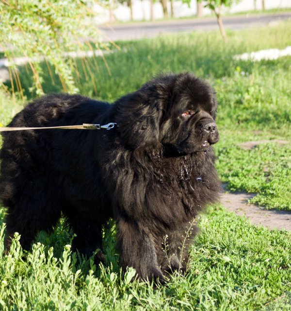 Фото: ньюфаундленд Chumak Bolshoj Malysh (Чумак Большой Малыш)