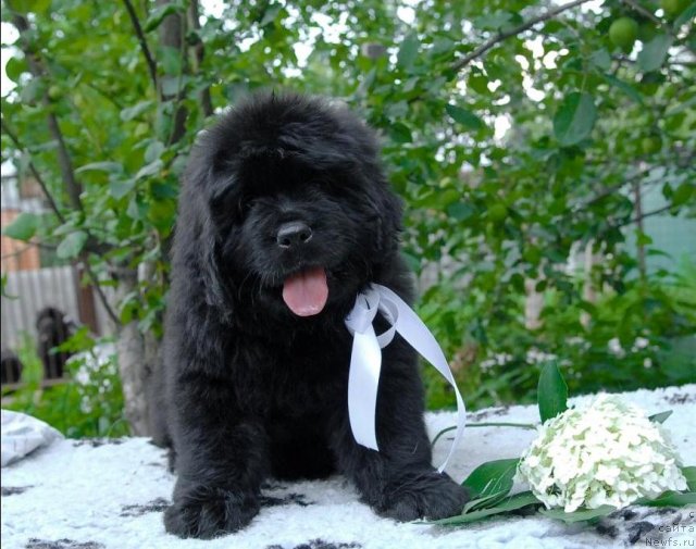 Фото: ньюфаундленд Sent Djons CHelsi (Сент Джонс Челси)