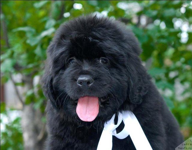 Фото: ньюфаундленд Sent Djons CHelsi (Сент Джонс Челси)