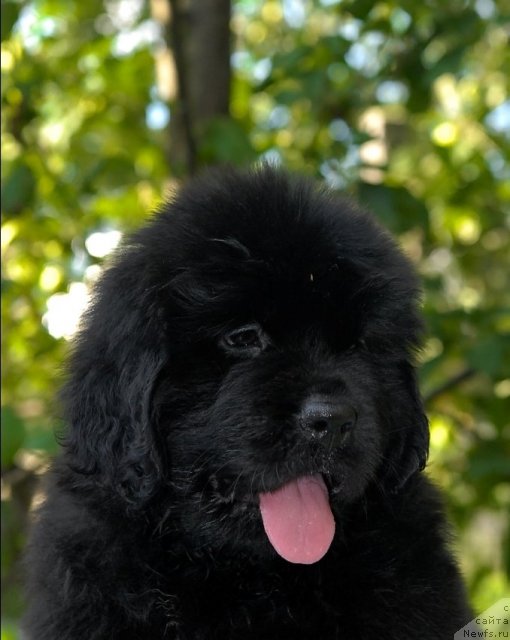 Фото: ньюфаундленд Sent Djons CHelesta (Сент Джонс Челеста)