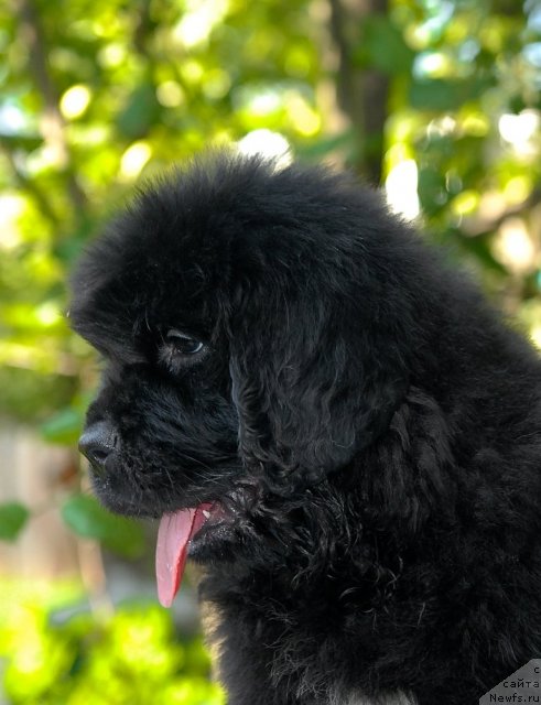 Фото: ньюфаундленд Sent Djons CHelesta (Сент Джонс Челеста)