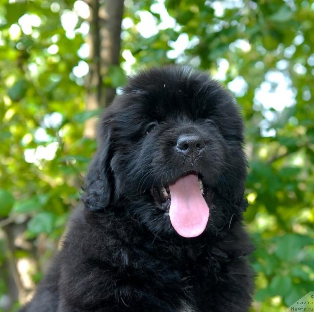 Фото: ньюфаундленд Sent Djons CHelesta (Сент Джонс Челеста)