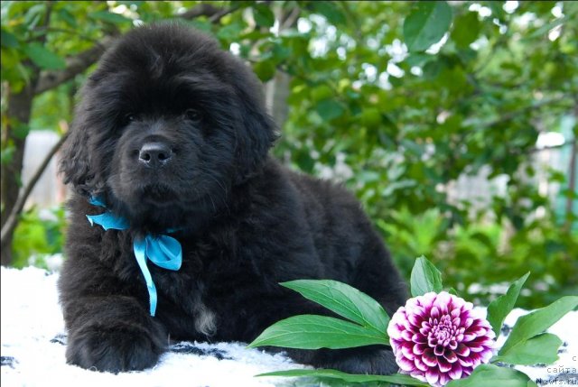 Фото: ньюфаундленд Sent Djons CHingizhan (Сент Джонс Чингизхан)