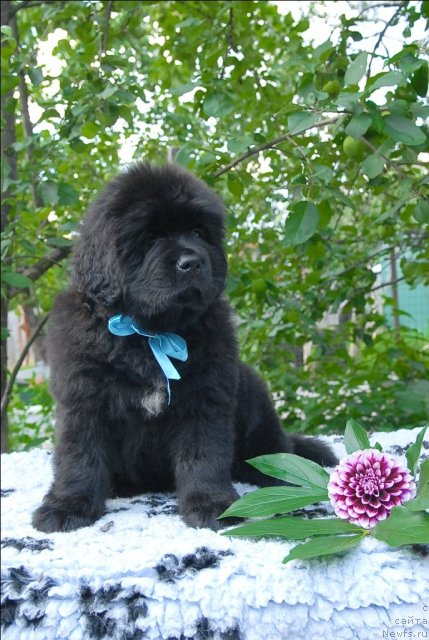 Фото: ньюфаундленд Sent Djons CHingizhan (Сент Джонс Чингизхан)