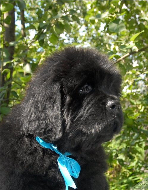 Фото: ньюфаундленд Sent Djons CHingizhan (Сент Джонс Чингизхан)