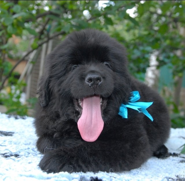 Фото: ньюфаундленд Sent Djons CHingizhan (Сент Джонс Чингизхан)