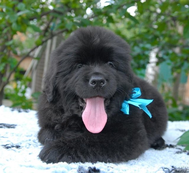 Фото: ньюфаундленд Sent Djons CHingizhan (Сент Джонс Чингизхан)