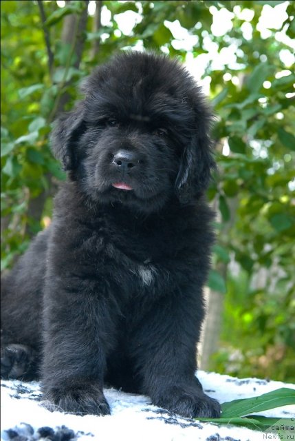 Фото: ньюфаундленд Sent Djons CHerchill' (Сент Джонс Черчилль)