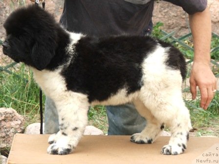Фото: ньюфаундленд Plushevaya Panda Unikalnoe Sokrowischtsche (Плюшевая Панда Уникальное Сокровище)