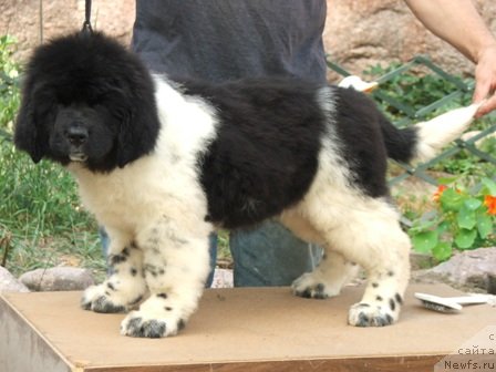 Фото: ньюфаундленд Plushevaya Panda Ultra Modnaja Schtutschka (Плюшевая Панда Ультра Модная Штучка)