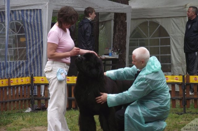 Фото: ньюфаундленд Ivan Tsarevich iz Tihogo Omuta (Иван Царевич из Тихого Омута)
