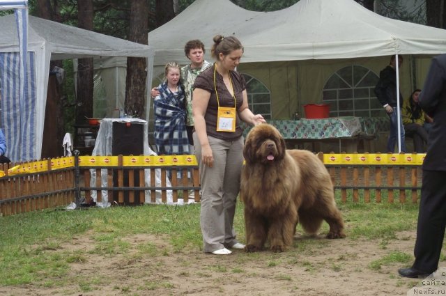 Фото: ньюфаундленд Komandor iz Medvej'ego YAra (Командор из Медвежьего Яра)