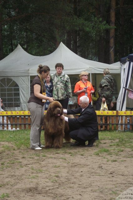 Фото: ньюфаундленд Komandor iz Medvej'ego YAra (Командор из Медвежьего Яра)
