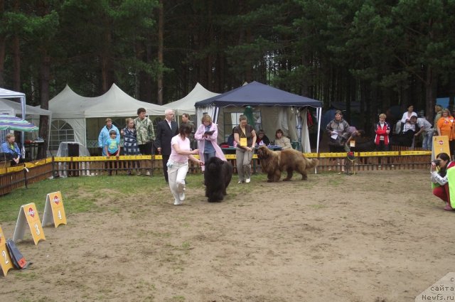 Фото: ньюфаундленд Ivan Tsarevich iz Tihogo Omuta (Иван Царевич из Тихого Омута), ньюфаундленд Komandor iz Medvej'ego YAra (Командор из Медвежьего Яра)