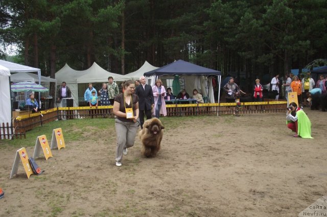 Фото: ньюфаундленд Komandor iz Medvej'ego YAra (Командор из Медвежьего Яра)