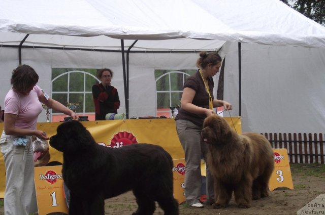 Фото: ньюфаундленд Ivan Tsarevich iz Tihogo Omuta (Иван Царевич из Тихого Омута), ньюфаундленд Komandor iz Medvej'ego YAra (Командор из Медвежьего Яра)