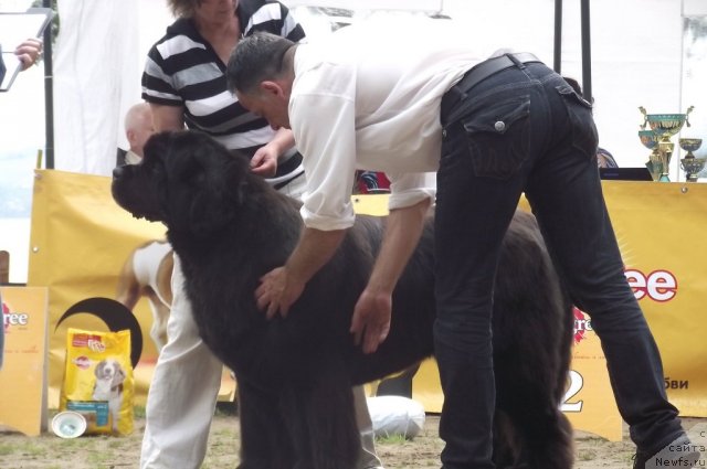 Фото: ньюфаундленд Ivan Tsarevich iz Tihogo Omuta (Иван Царевич из Тихого Омута)