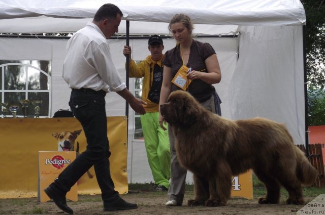 Фото: ньюфаундленд Komandor iz Medvej'ego YAra (Командор из Медвежьего Яра)