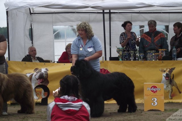 Фото: ньюфаундленд King of Helluland I'm Precious, Irina Panyushkina (Ирина Панюшкина)