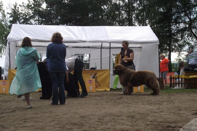 Фото: ньюфаундленд King of Helluland I'm Precious, Irina Panyushkina (Ирина Панюшкина)
