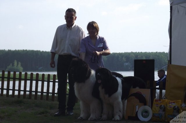 Фото: ньюфаундленд Super Premium Zhodo Ferolli (Супер Премиум Жодо Феролли), ньюфаундленд Super Premium Zheneva (Супер Премиум Женева), Nataliya Snigireva (Наталия Снигирева)