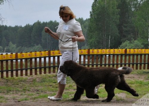 Фото: Обуш Шед Янтарный Поцелуй