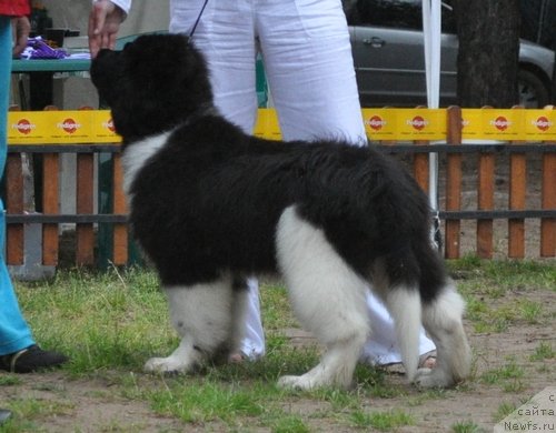 Фото: ньюфаундленд Super Premium Zippi Senseyshen (Супер Премиум Зиппи Сенсейшен)