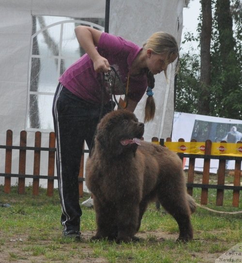 Фото: ньюфаундленд Obush Shed Yakutia (Обуш Шед Якутия)