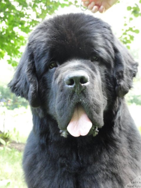 Фото: ньюфаундленд Beguschaya po Volnam Sun in My Hand (Бегущая по Волнам Сун ин Му Ханд)