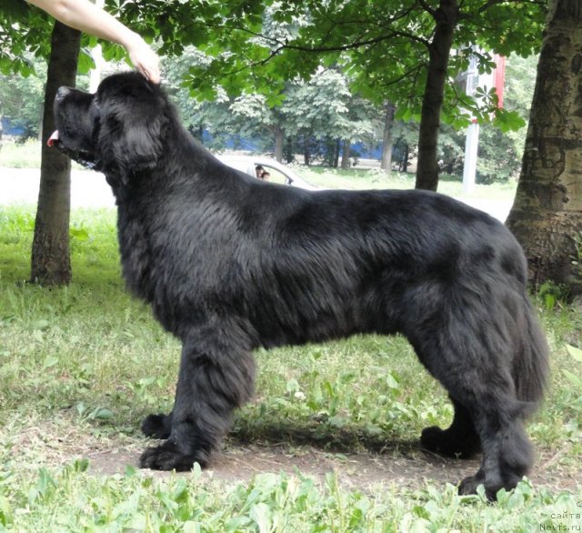 Фото: ньюфаундленд Beguschaya po Volnam Sun in My Hand (Бегущая по Волнам Сун ин Му Ханд)