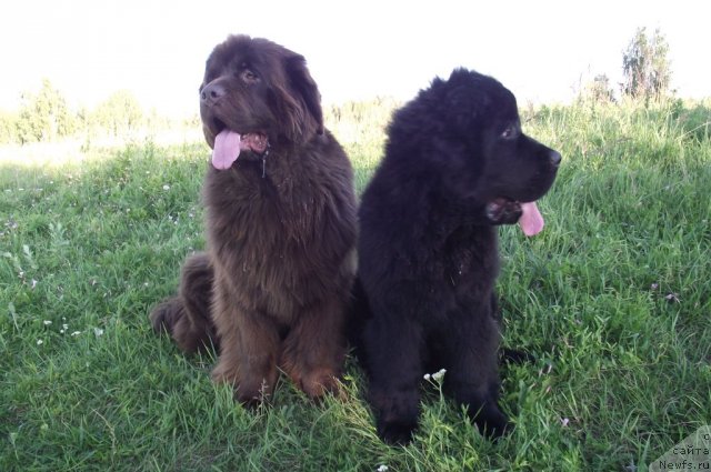 Фото: ньюфаундленд Koketka ot CHannel iz Medvej'ego YAra (Кокетка от Чаннел из Медвежьего Яра), ньюфаундленд Undercover Angel Nuo Ozo Kalvu