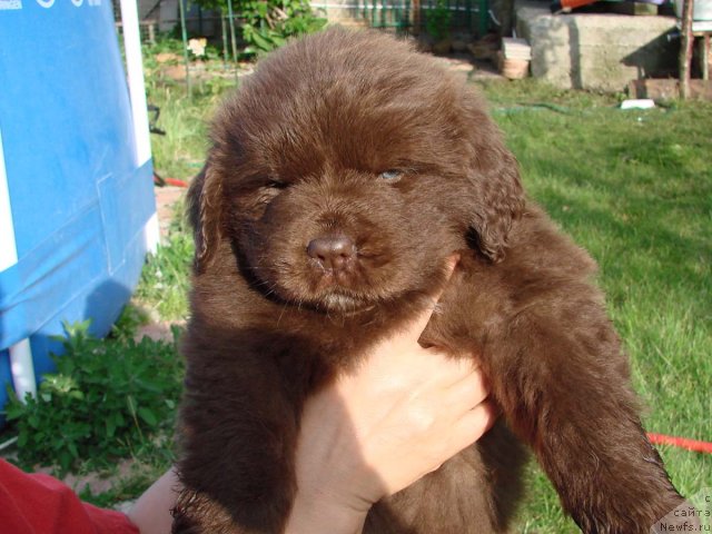 Фото: внуки, ньюфаундленд YUtta s Berega Dona (Ютта с Берега Дона)