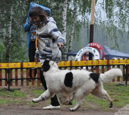 Фото: ньюфаундленд Sent Djons Carevna Lebed (Сент Джонс Царевна Лебедь)