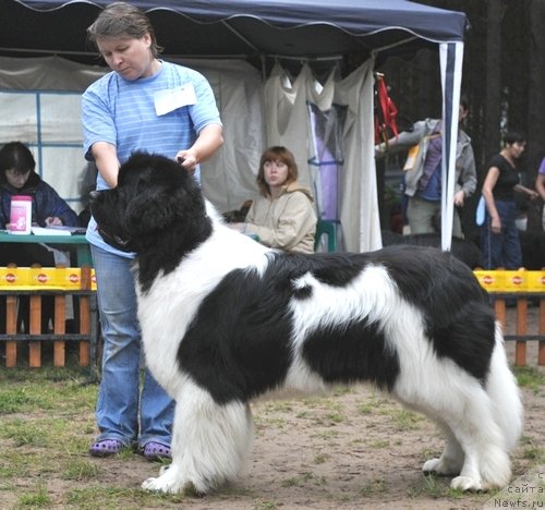 Фото: ньюфаундленд Super Premium Zhodo Ferolli (Супер Премиум Жодо Феролли)