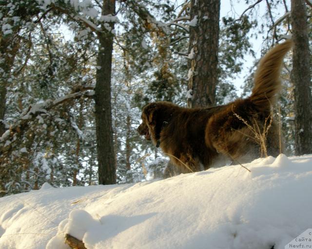 Фото: ньюфаундленд Lesnaya Skazka Izol'da (Лесная Сказка Изольда)