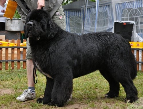 Фото: ньюфаундленд Flagman ot Sibirskogo Medvedja (Флагман от Сибирского Медведя)