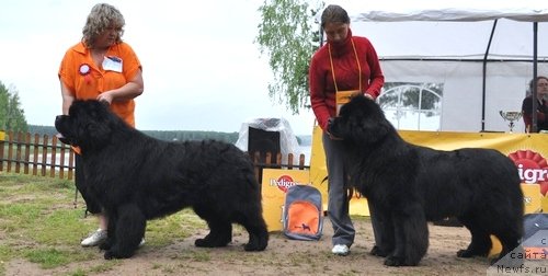 Фото: ньюфаундленд King of Helluland I'm Precious, ньюфаундленд Amulet Lyubvi i Schastya (Амулет Любви и Счастья)