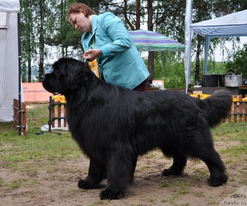 Фото: ньюфаундленд Aquatoria Kelvin Izumrudny Dozhd (Акватория Келвин Изумрудный Дождь)