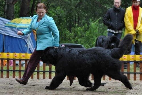 Фото: ньюфаундленд Aquatoria Kelvin Izumrudny Dozhd (Акватория Келвин Изумрудный Дождь)