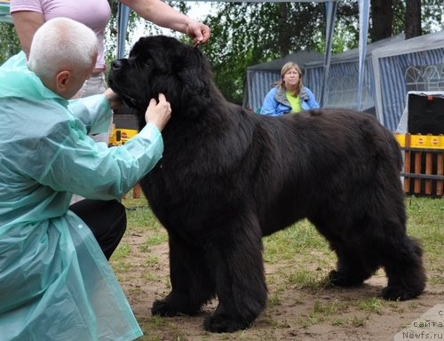 Фото: ньюфаундленд Ivan Tsarevich iz Tihogo Omuta (Иван Царевич из Тихого Омута)