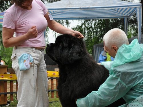Фото: ньюфаундленд Ivan Tsarevich iz Tihogo Omuta (Иван Царевич из Тихого Омута)