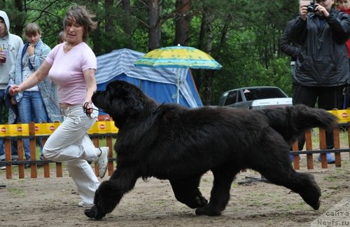 Фото: ньюфаундленд Ivan Tsarevich iz Tihogo Omuta (Иван Царевич из Тихого Омута)